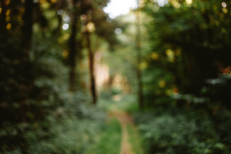 Blurred or defocused nature forest background or wallpaper. Blurry trees, specular highlights, bokeh, no peopleの写真素材
