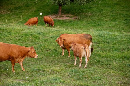 Free-range cows grazing on a green pasture in rural Switzerland. Late summer evening, no peopleの写真素材
