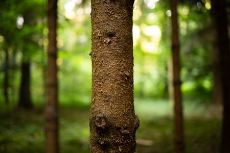 Tree trunk bark in a forest. Close up shot, shallow depth of field, no people