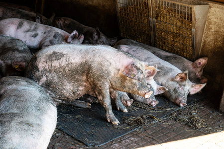 Muddy farm pigs resting in the shade of a pen on a hot summer day in Europe