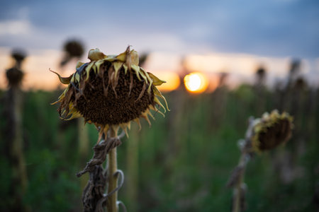Withered and dying from drought sunflower head in a field at sunset. Close up detail shot, shallow depth of field, no peopleの写真素材