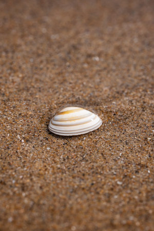 Single, small seashell on a sandy beach, top down, close up view, no people