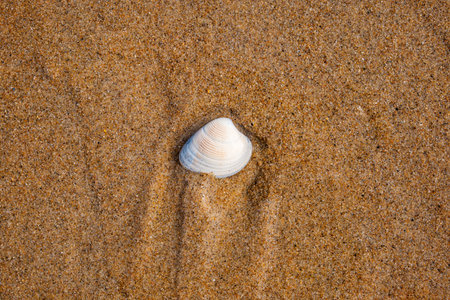 Single, small seashell on a sandy beach, top down, close up view, no people
