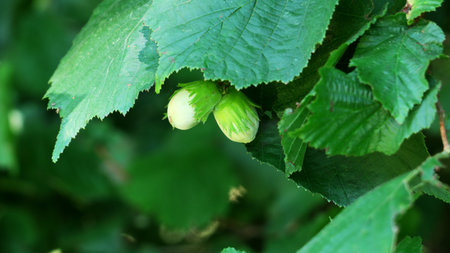 Two immature hazelnuts on the bushの写真素材
