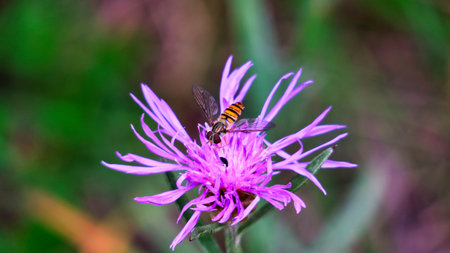 Insect on flower