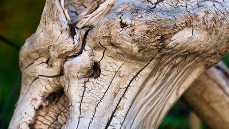 drift woodの写真素材