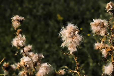 Thistle, seed head against a dark green background