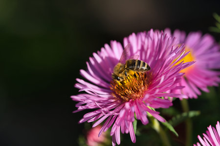 Bee on pink blooming aster in autumn