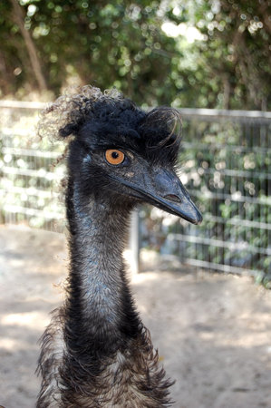 An ostrich posing for the photograph. Yellow-eyed black head.の写真素材