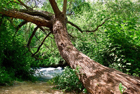 A tree drooped toward a little creek in a dense forestの写真素材