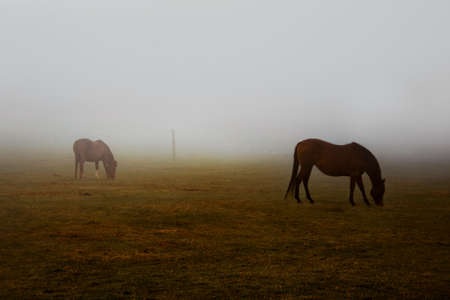 Wild brown horses grazing pastures with hazy weatherの写真素材