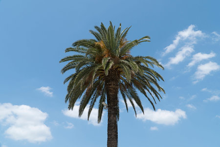 Palm tree in the sky