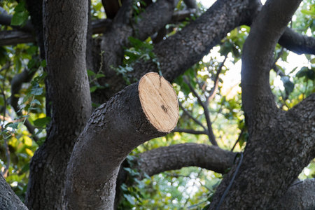Cut young treeの写真素材