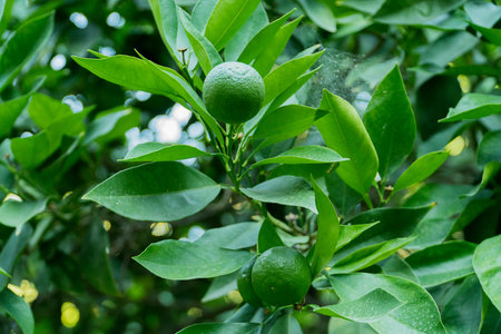 Green mandarinの写真素材