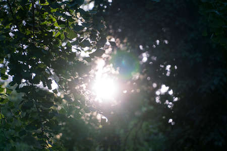 Sunlight in the green forestの写真素材