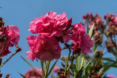 Beautiful flowers background