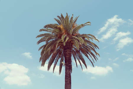 Palm tree in the skyの写真素材