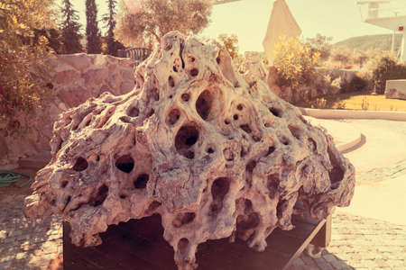 olive tree trunkの写真素材