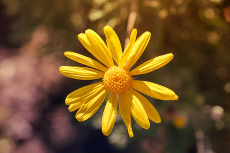Beautiful yellow flowersの写真素材
