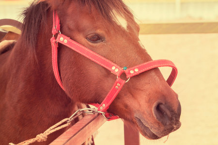 face of horse closeup