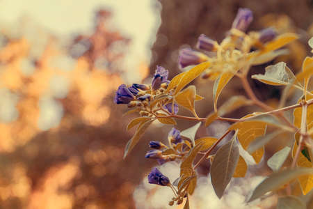 Beautiful flowers backgroundの写真素材