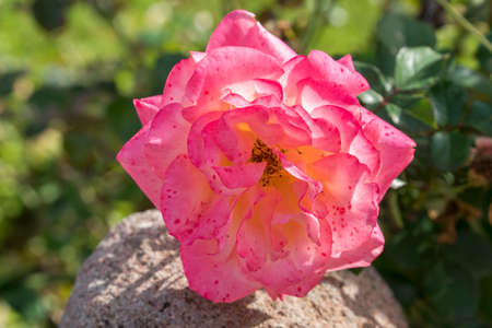 Beautiful Rose Flowerの写真素材