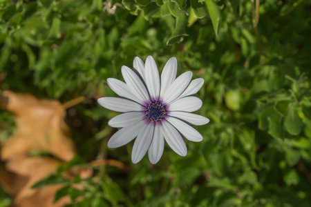 Beautiful white flower