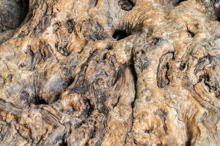 Old Olive tree trunk detailの写真素材