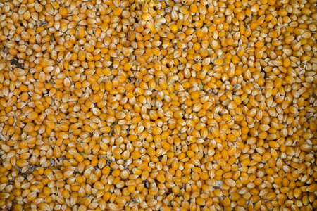 close-up shot of yellow colored corn