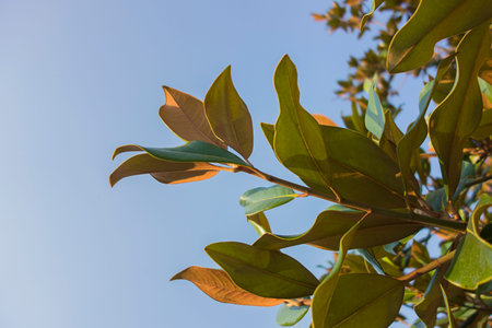 The sky and rubber tree