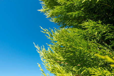 blue sky and green pine treeの写真素材