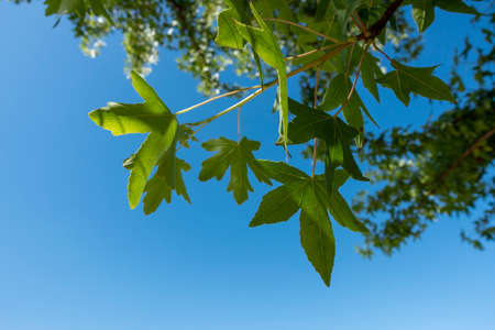 blue sky and sycamore treeの写真素材