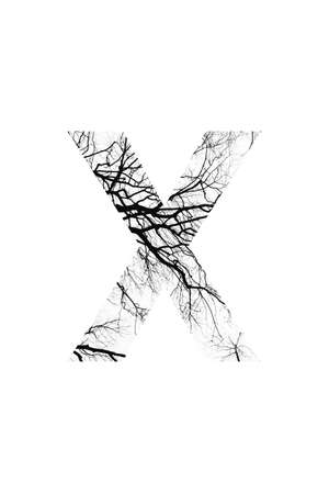 tree font style and natural fontの写真素材