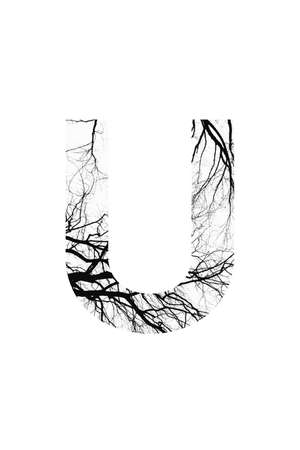 tree font style and natural fontの写真素材