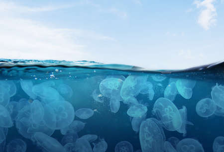 jellyfish and sky swimming in blue seasの写真素材