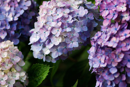 Hydrangeaの写真素材