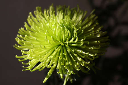 Vivid green chrysanthemum flower against black backgroundの写真素材