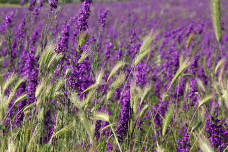 Purple summer field of wild flowers and spikes backgroundの写真素材