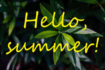 Text HELLO SUMMER and vivid fresh tropical leaves on backgroundの写真素材