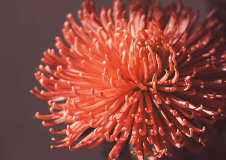 Beautiful chrysanthemum flower macro. Living coral trendy 2019 color.の写真素材