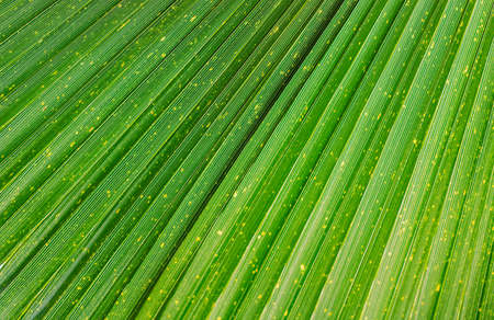 Close up of Tropical Green Leaf Texture. Beautiful Background for Designの写真素材