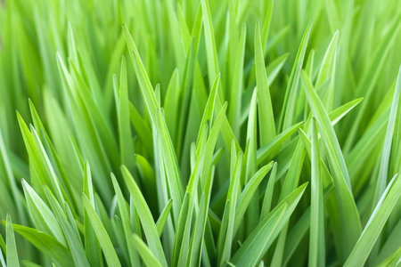 Vivid green grass beautiful natural background for design
