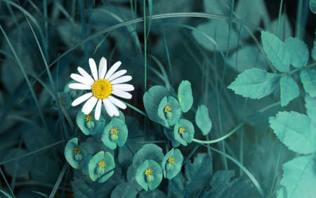 Vivid blue fantasy grass and daisy background for designの写真素材