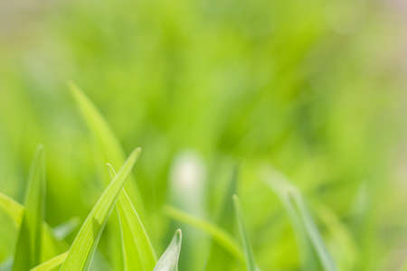 Vivid green grass beautiful natural blurred background for designの写真素材