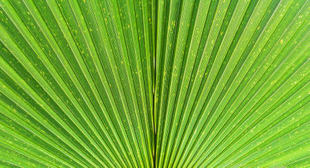 Close up of Tropical Green Palm Leaf Texture. Beautiful Background for Designの写真素材
