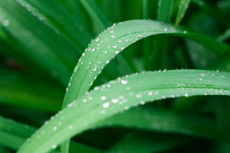 Lush green natural grass background with water drops. Selective focus.の写真素材
