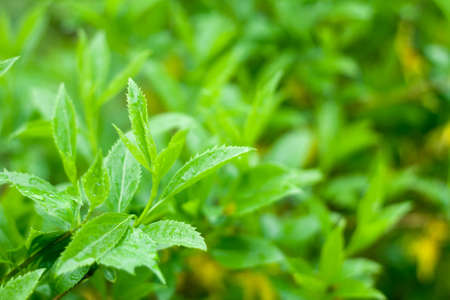 Lush green natural leaves background with rain drops. Selective focus.の写真素材
