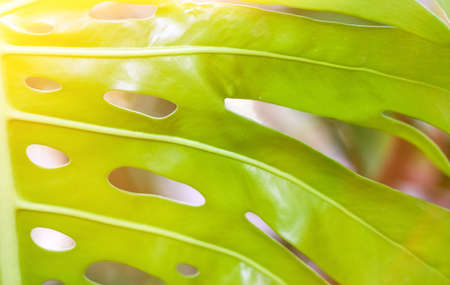 Close up of young tropical monstera leaf, background image with sun flare effectの写真素材