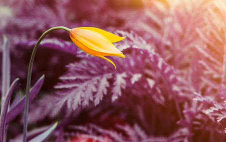 One yellow elegant wild tulip against vivid surreal purple backgroundの写真素材
