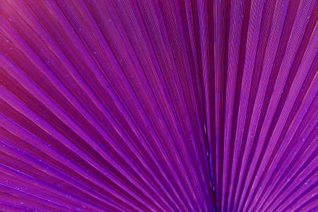 Close up of palm leaf. Abstract background, purple surreal exotic toneの写真素材